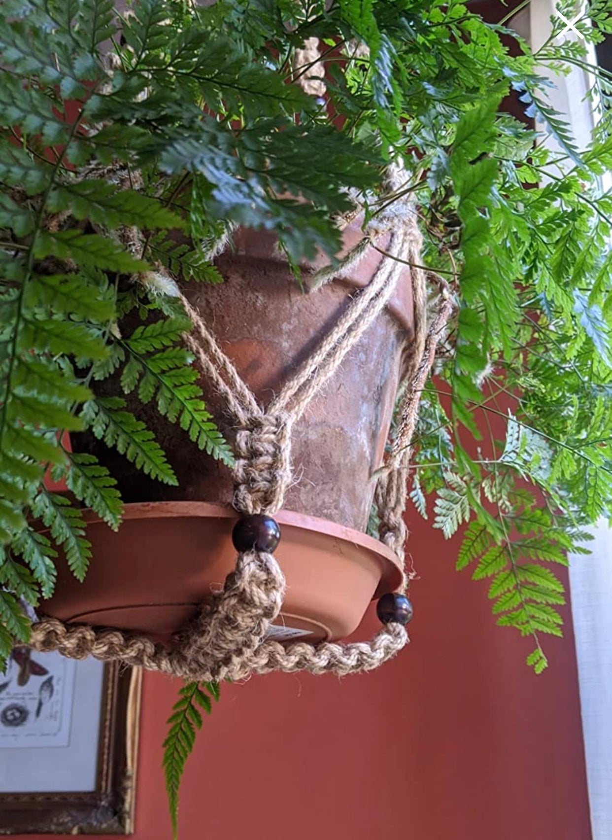 Buy Now Macrame Cotton Plant Hanger for Extra Large Plant Online