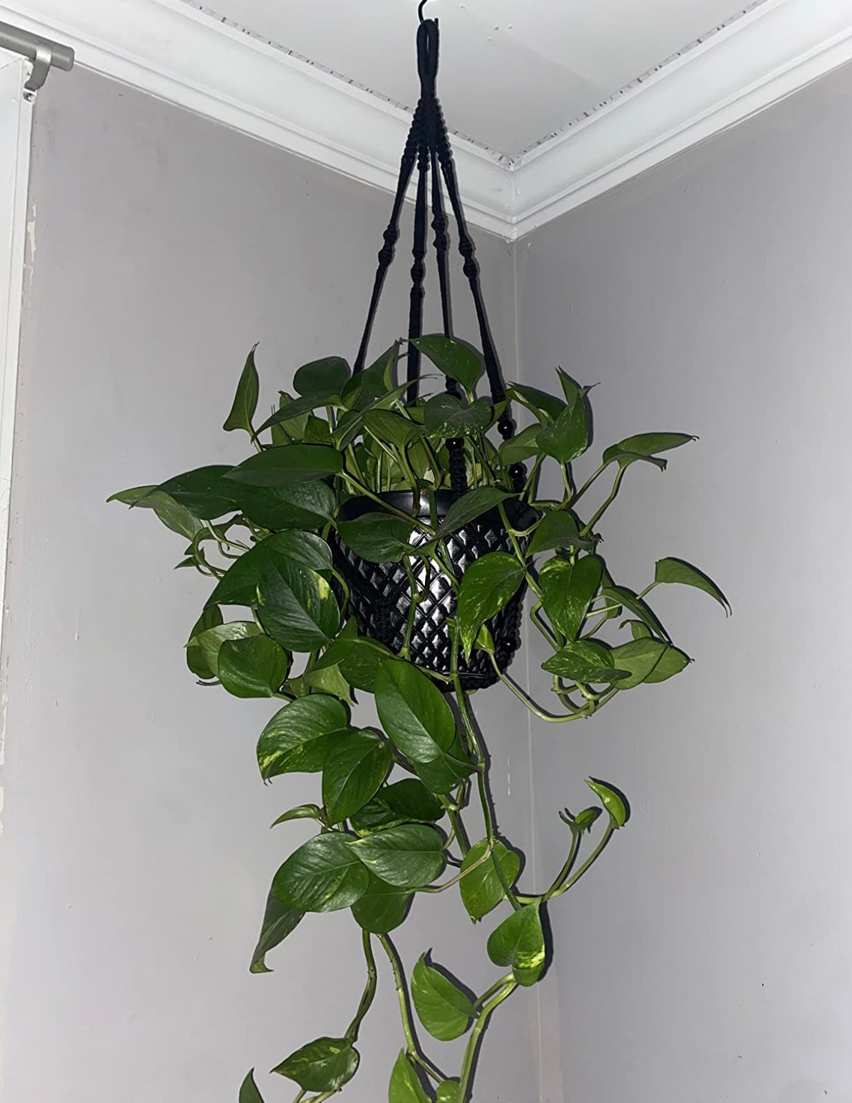 Buy Now Macrame Cotton Plant Hanger for Extra Large Plant Online